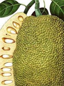 Breadfruit, Artocarpus altilis. From Fruit: A Connoisseur’s Guide and Cookbook by Alan Davidson, 1991. © Charlotte Knox