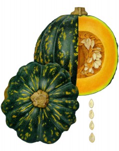 Pumpkin, Cucurbita maxima, 1999. 15 × 13 in. (38.1 × 33 cm)